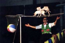 dog-show