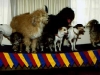 dogs