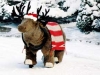 moose